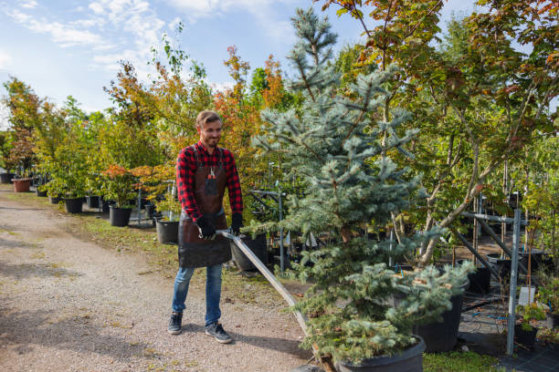 Professional Tree Removal and Landscaping Services in Jackson, LA